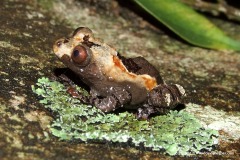 Theloderma asperum