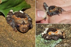 Theloderma asperum