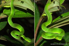 Trimeresurus gumprechti