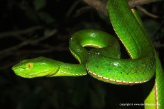Trimeresurus stejnegeri
