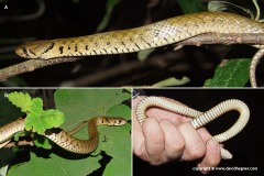 Xenochrophis flavipunctatus
