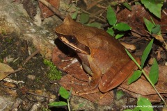 Xenophrys sp.