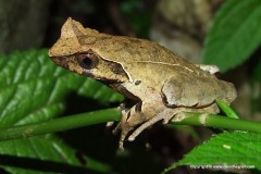 Xenophrys sp.