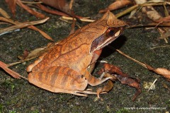 Xenophrys sp.