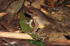 Xenophrys sp.
