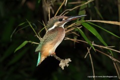 Alcedo atthis