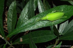 Ensifera sp.
