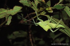 Ensifera sp.