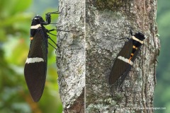 Cicadoidea sp.
