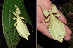 Phylliidae sp.