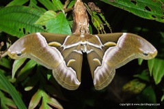 Samia sp.