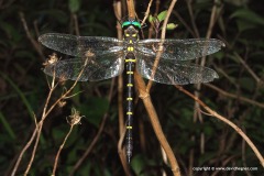 Anisoptera sp.
