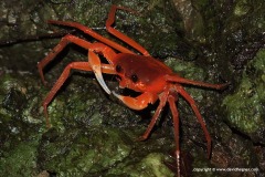 Crustacea sp.