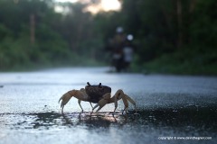 Crustacea sp.