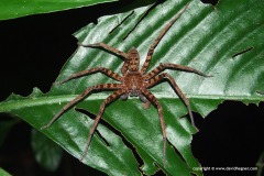 Sparassidae sp.