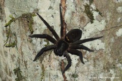 Sparassidae sp.
