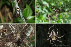 Araneidae sp.