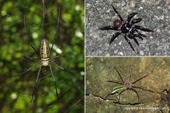 Nephila sp. / Sparassidae sp.