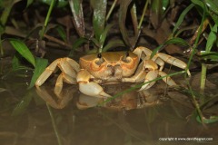 Crustacea sp.