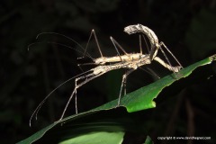 Phasmatodea sp.