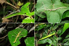 Phasmatodea sp.