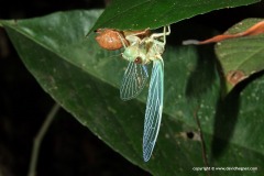 Cicadoidea sp.