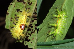 Lepidoptera sp.