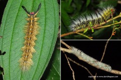 Lepidoptera sp.