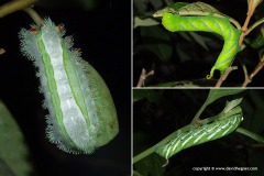 Lepidoptera sp.