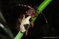 Cerambycidae sp.