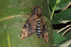 Acherontia sp.